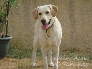 chien
