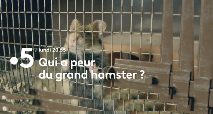 « Qui a peur du grand hamster ? »