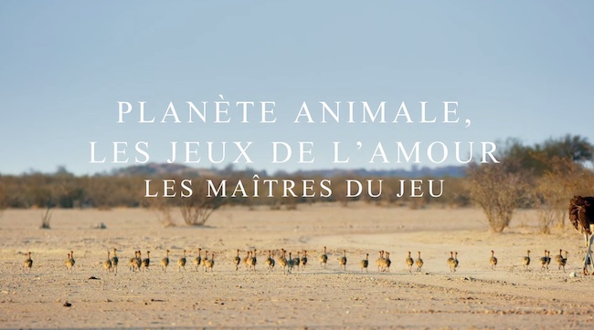 « Planète animale : les jeux de l'amour  » du 8 février 2022