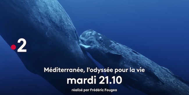 « Méditerranée - l'Odyssée pour la vie » du 19 avril 2022