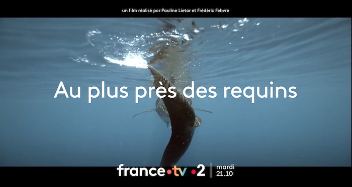 « Au plus près des requins »