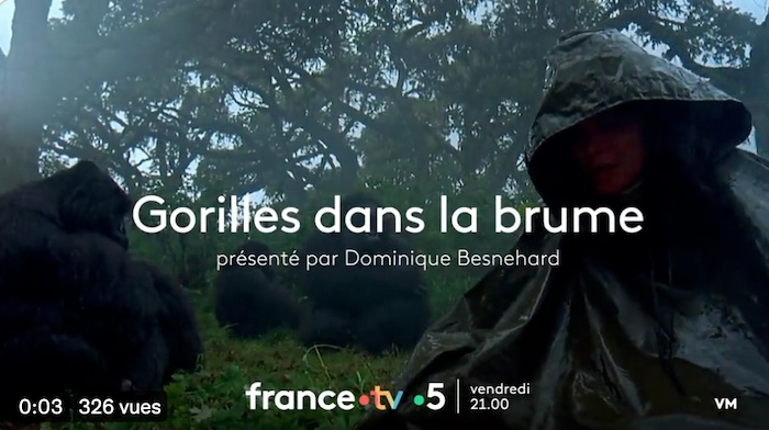 « Gorilles dans la  brume » 