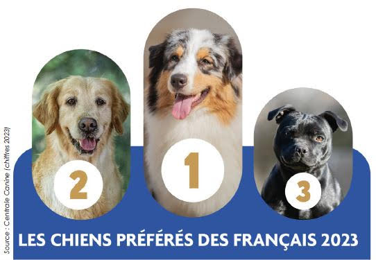 chiens préférés des Français