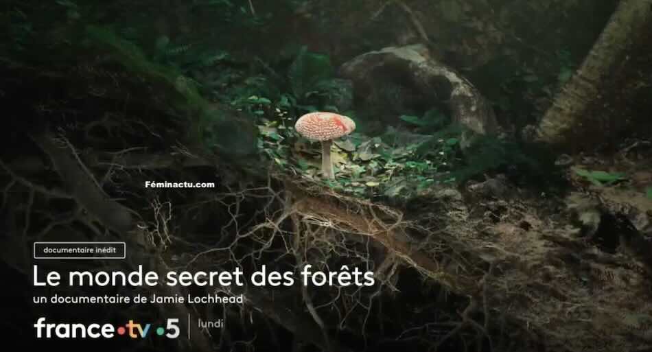 « Le monde secret des forêts »