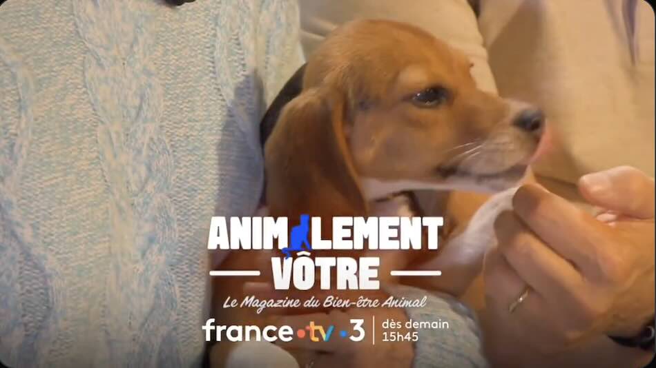 « Animalement vôtre »
