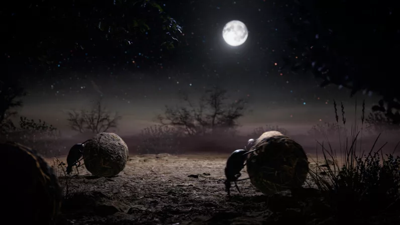 Voyage au coeur de la nuit Voyage au coeur de la nuit