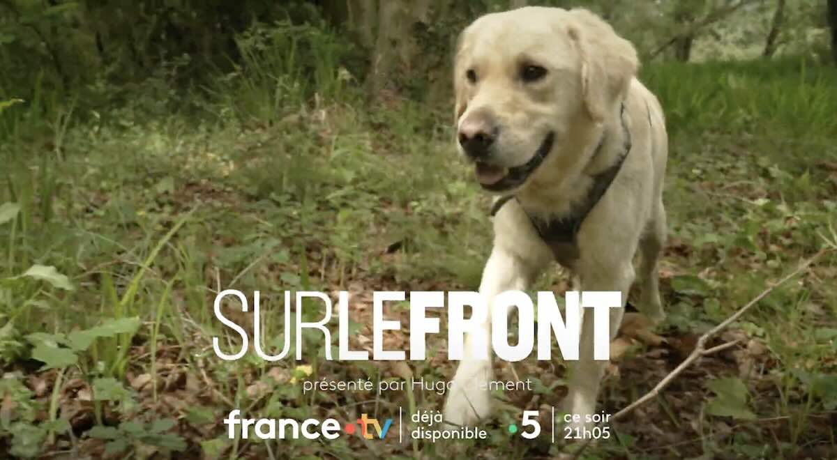 « Sur le front » du 25 mai 2026 : les chiens à la mode au sommaire de l'émission de ce soir !