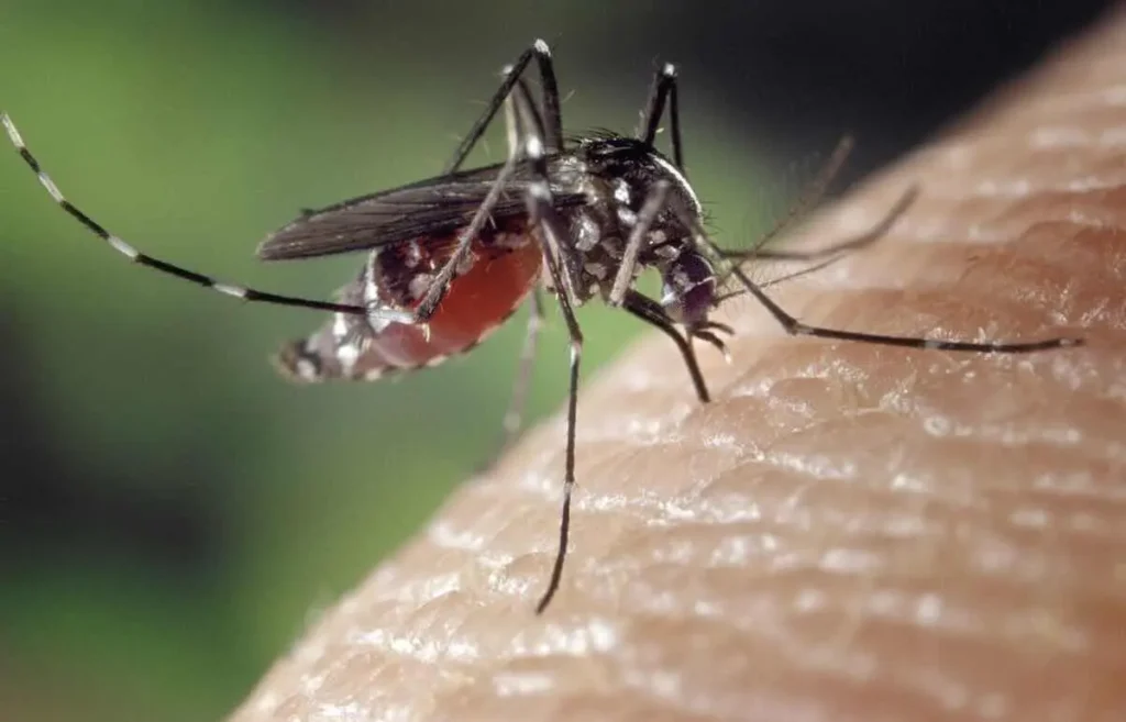 Un cas de dengue détecté à Illkirch-Graffenstaden